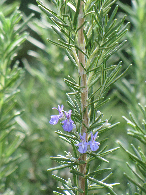 Tuscan Blue Rosemary (Rosmarinus officinalis 'Tuscan Blue') at Millcreek Gardens