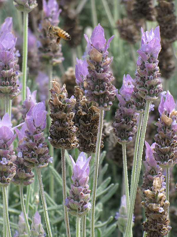 Lavender: a French accent in your dish - EAT ME