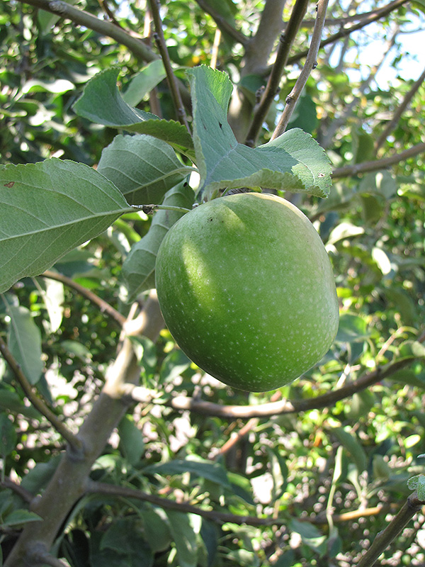 Granny Smith Apple (Malus 'Granny Smith') at Millcreek Gardens