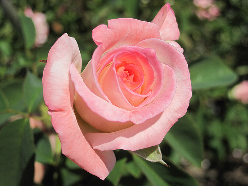 Secret Rose (Rosa 'Secret') at Millcreek Gardens