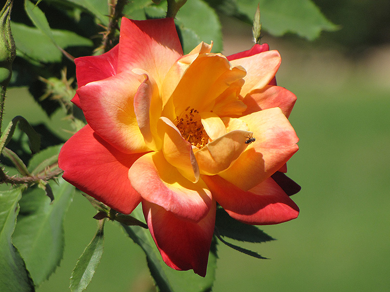 Joseph's Coat Rose (Rosa 'Joseph's Coat') at Millcreek Gardens