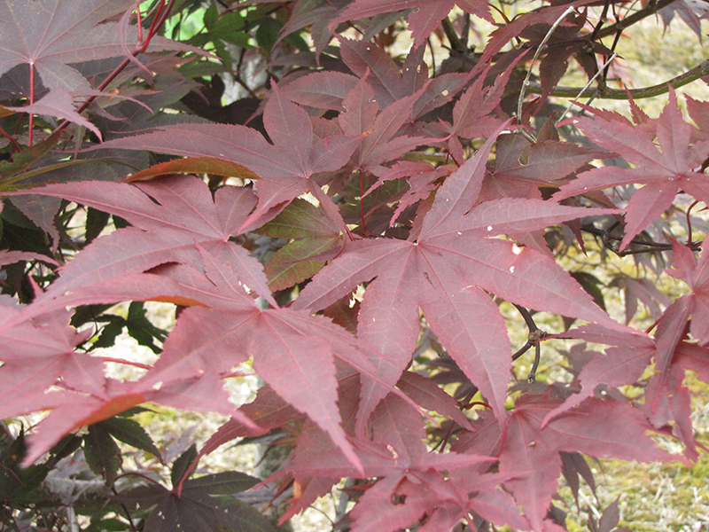 Red Emperor Japanese Maple (Acer palmatum 'Red Emperor') at Millcreek Gardens