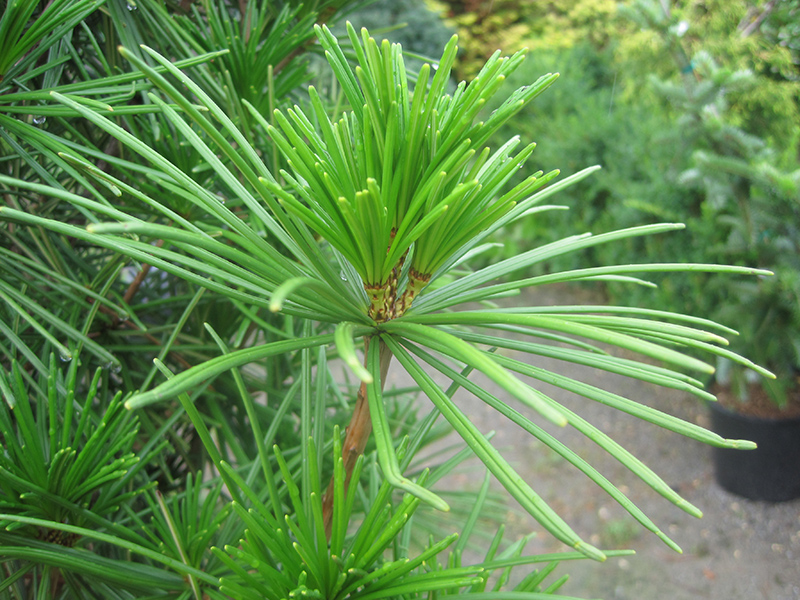 Joe Kozey Umbrella Pine (Sciadopitys verticillata 'Joe Kozey') at Millcreek Gardens