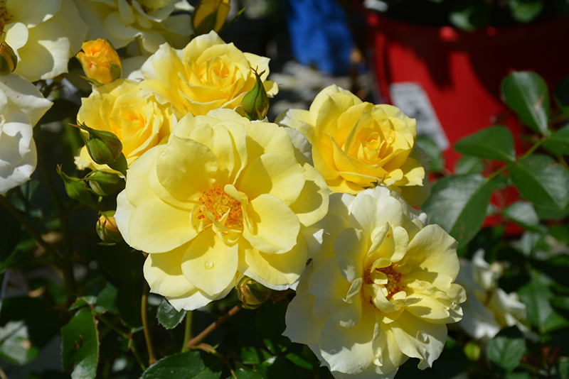 Sky's The Limit Rose (Rosa 'WEKprimsoul') at Millcreek Gardens