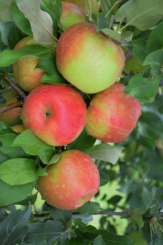 Honeycrisp Apple (Malus 'Honeycrisp') at Millcreek Gardens