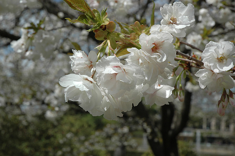 Fuji Cherry Blossom Spray Artificial 45cm White 