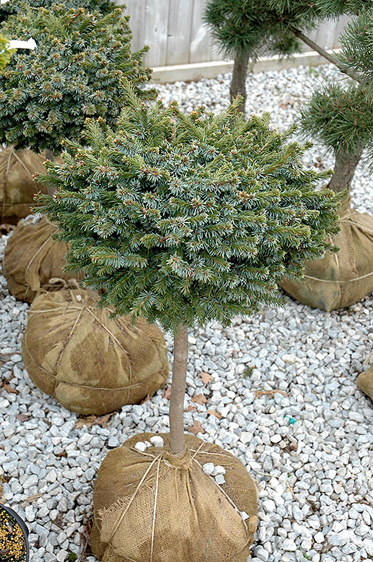 Pimoko Spruce (tree form) (Picea omorika 'Pimoko (tree form)') at Millcreek Gardens