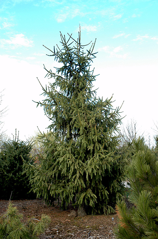 Elegantissima Norway Spruce (Picea abies 'Elegantissima') at Millcreek Gardens