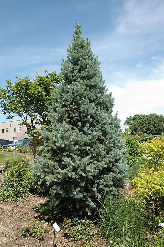 Upright Colorado Spruce (Picea pungens 'Fastigiata') at Millcreek Gardens