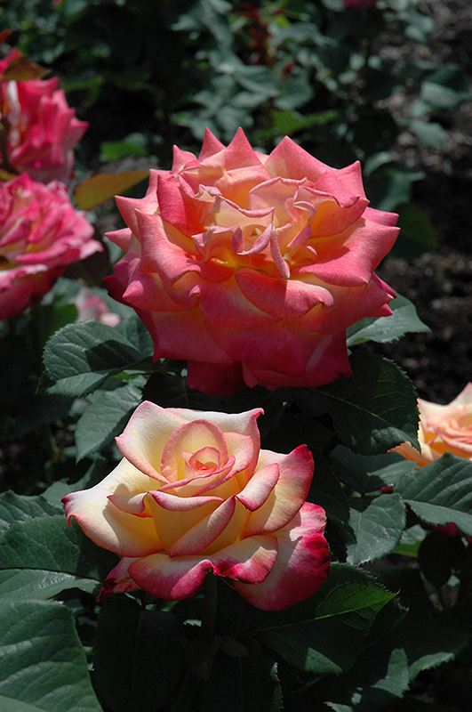 Dream Come True Rose (Rosa 'Dream Come True') at Millcreek Gardens