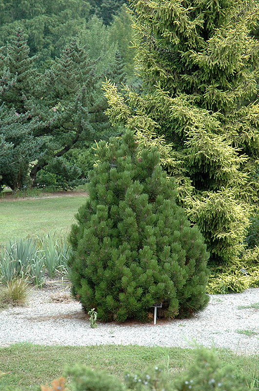 Schneverdingen Bosnian Pine (Pinus heldreichii 'Schneverdingen') at Millcreek Gardens