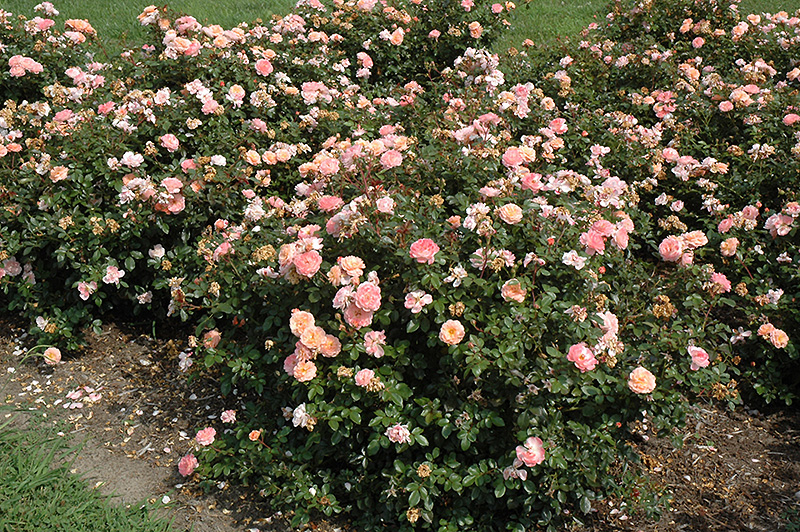 Apricot Drift Rose (Rosa 'Meimirrote') at Millcreek Gardens