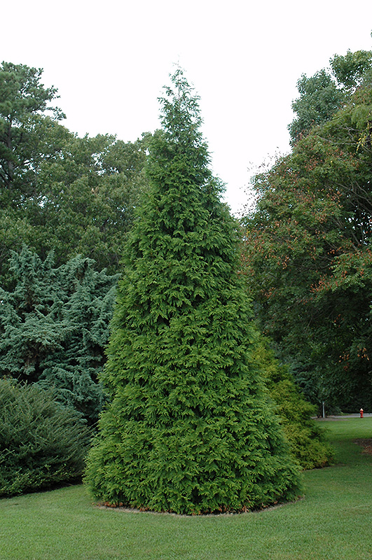 Green Giant Arborvitae (Thuja 'Green Giant') at Millcreek Gardens