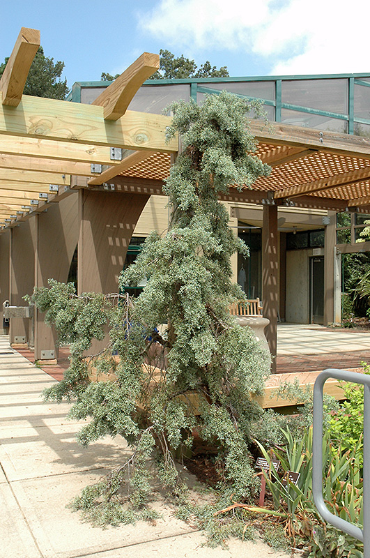 Raywood's Weeping Arizona Cypress (Cupressus arizonica 'Raywood's Weeping') at Millcreek Gardens