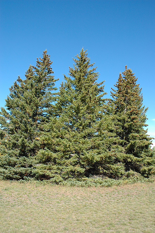 White Spruce (Picea glauca) at Millcreek Gardens