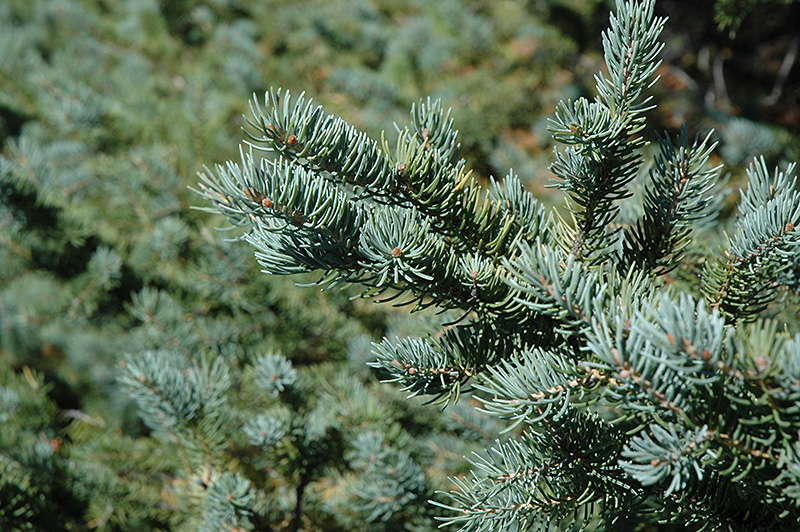 White Spruce (Picea glauca) at Millcreek Gardens