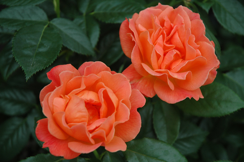 Livin' Easy Rose (Rosa 'HARwelcome') at Millcreek Gardens