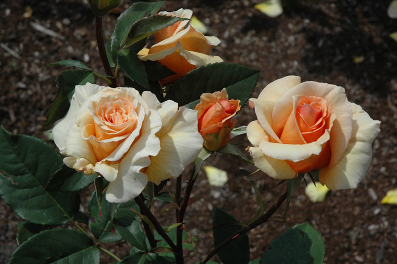 Brandy Rose (Rosa 'Brandy') at Millcreek Gardens
