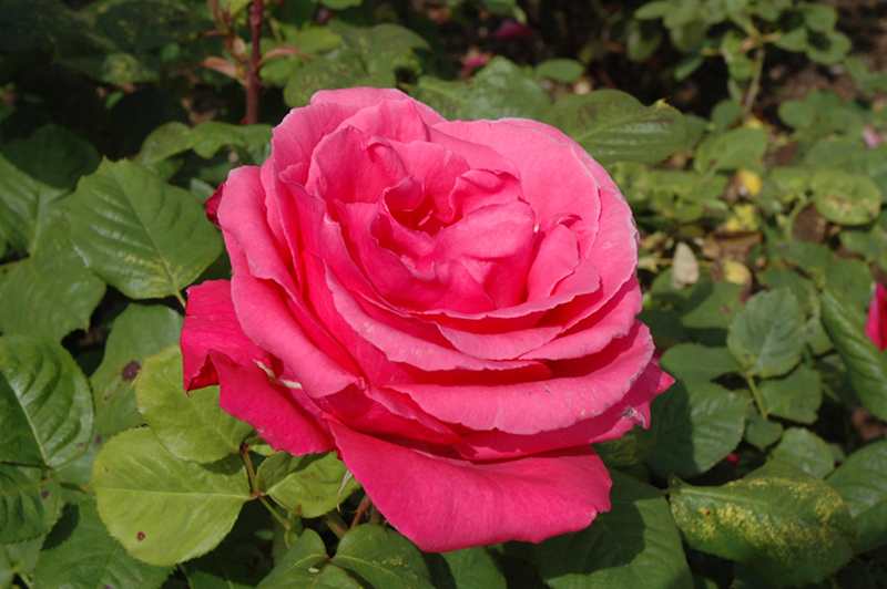 Electron Rose (Rosa 'Electron') at Millcreek Gardens