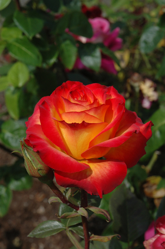 Perfect Moment Rose (Rosa 'KORwilma') at Millcreek Gardens