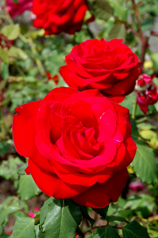 Olympiad Rose (Rosa 'Olympiad') at Millcreek Gardens