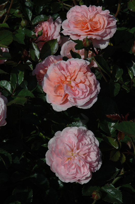 Apricot Drift Rose (Rosa 'Meimirrote') at Millcreek Gardens