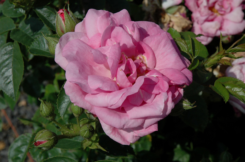 Cape Diamond Rose (Rosa 'Cape Diamond') at Millcreek Gardens