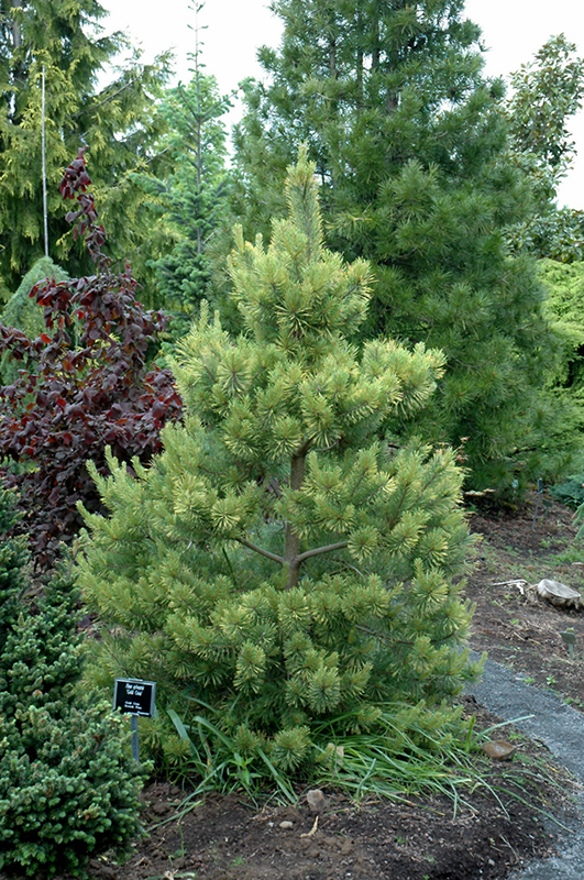 Scotch Pine (Pinus sylvestris)