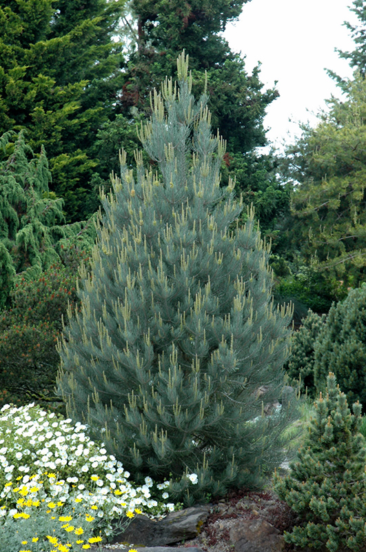 Singleleaf Pinyon Pine (Pinus monophylla) at Millcreek Gardens
