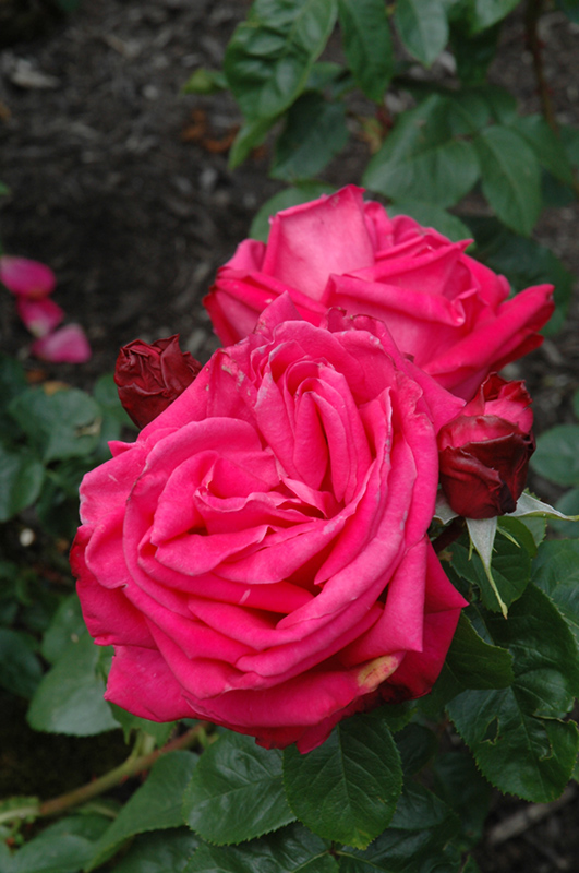Miss All American Beauty Rose (Rosa 'Miss All American Beauty') at Millcreek Gardens