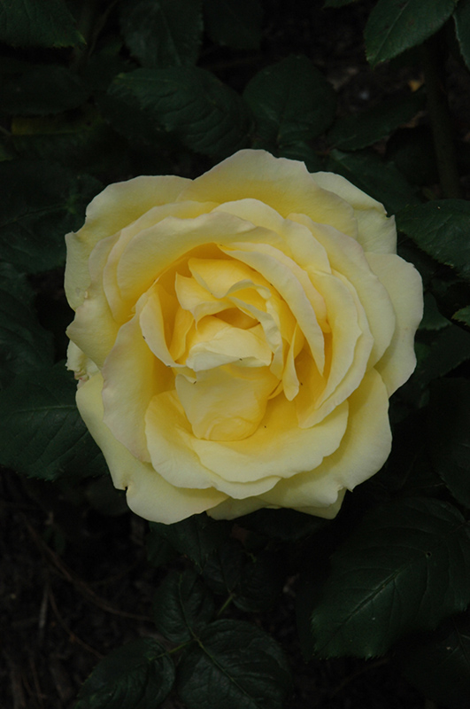 Easy Going Rose (Rosa 'HARflow') at Millcreek Gardens