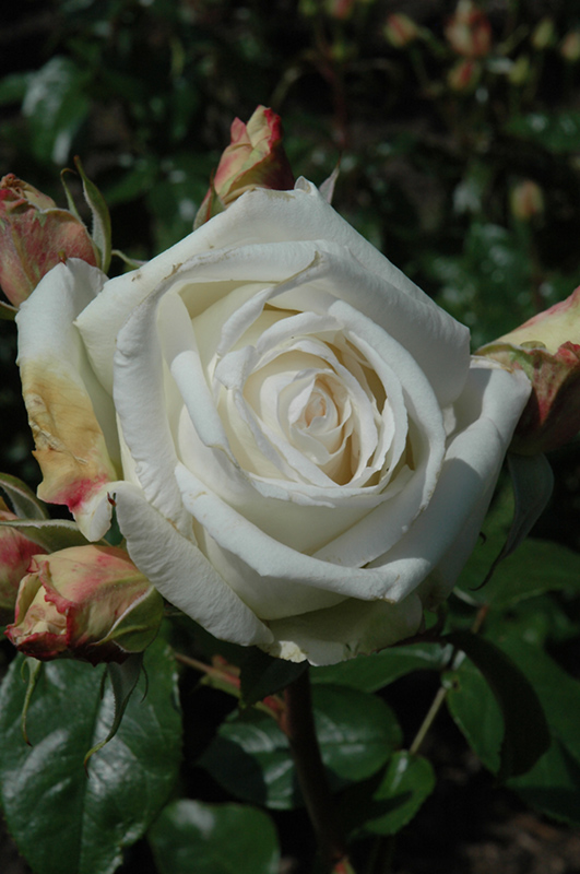 Full Sail Rose (Rosa 'MAClanoflon') at Millcreek Gardens