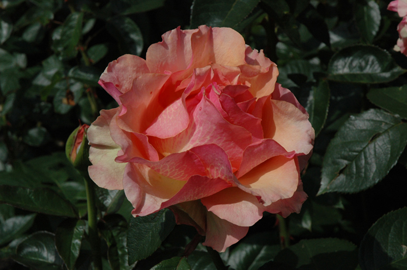 Sunstruck Rose (Rosa 'Sunstruck') at Millcreek Gardens