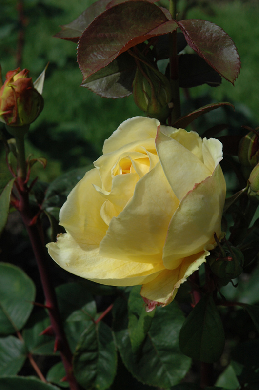 Chi-Ching Rose (Rosa 'Chi-Ching') at Millcreek Gardens