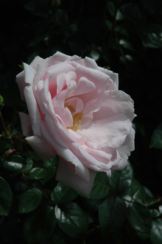 New Dawn Rose (Rosa 'New Dawn') at Millcreek Gardens