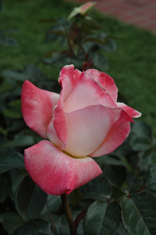 Gemini Rose (Rosa 'Gemini') at Millcreek Gardens