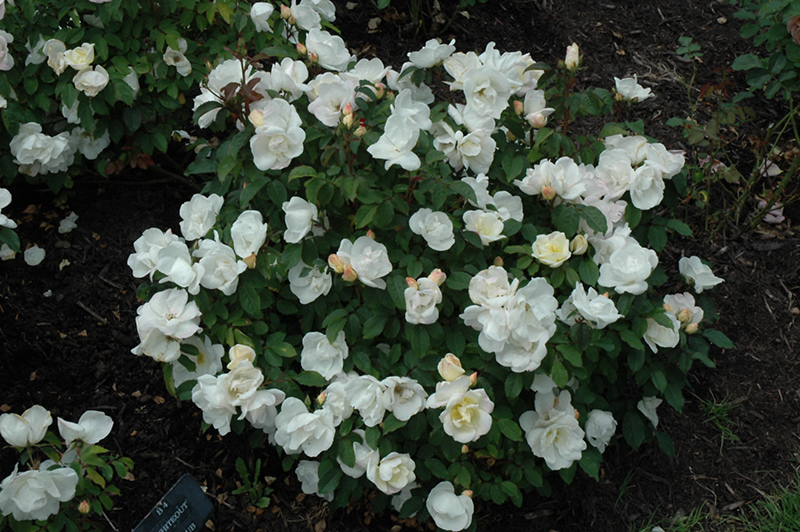 White Knock Out Rose (Rosa 'Radwhite') at Millcreek Gardens