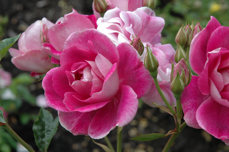 Brilliant Pink Iceberg Rose (Rosa 'Brilliant Pink Iceberg') at Millcreek Gardens