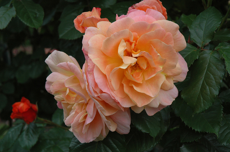 Westerland Rose (Rosa 'Westerland') at Millcreek Gardens