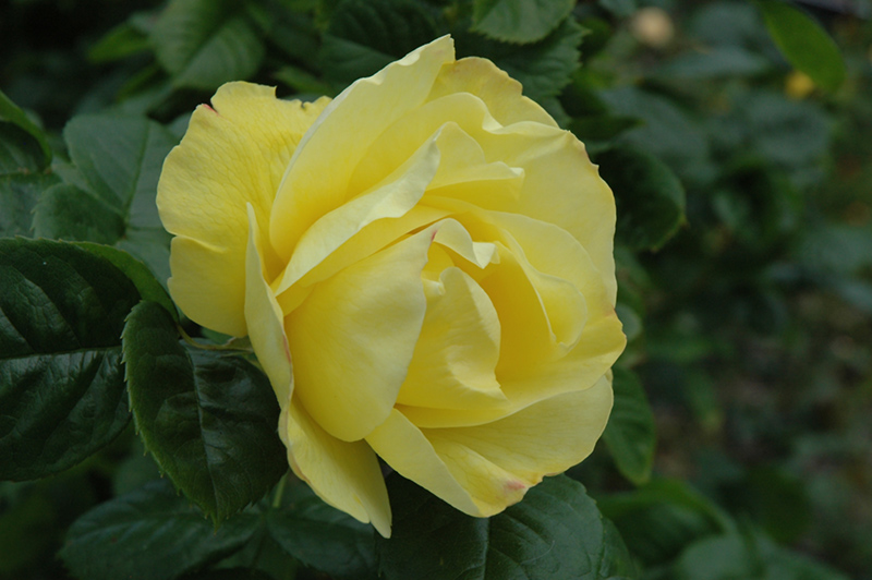 Smiley Face Rose (Rosa 'Meilaclost') at Millcreek Gardens