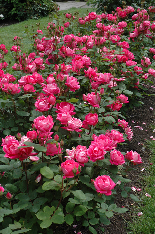Double Knock Out Rose (Rosa 'Radtko') at Millcreek Gardens
