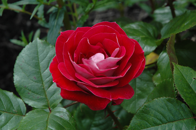 Take It Easy Rose (Rosa 'WEKyoopedko') at Millcreek Gardens