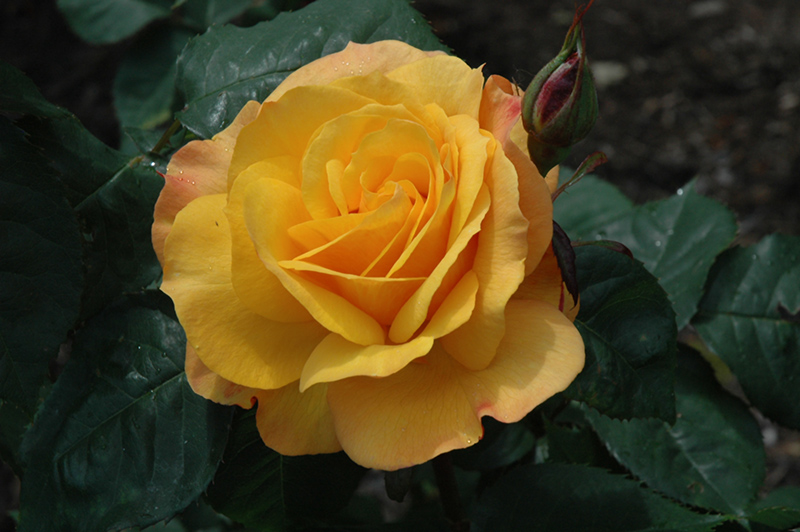 Good As Gold Rose (Rosa 'WEKgobafa') at Millcreek Gardens