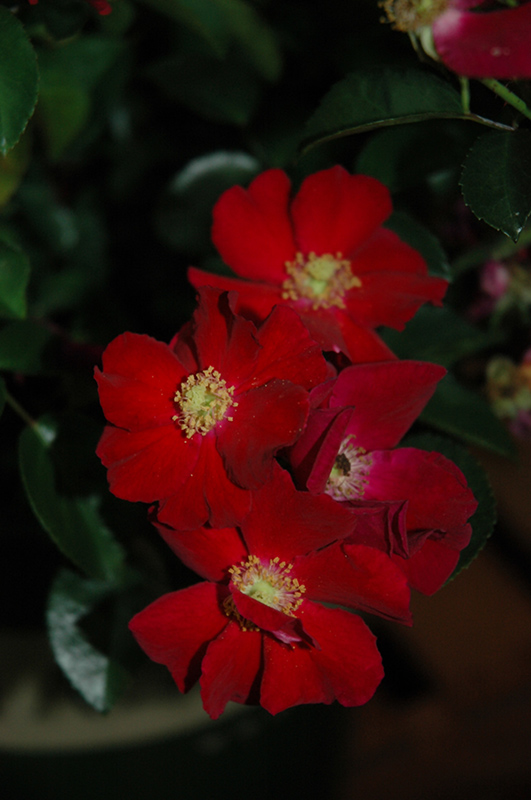 Flower Carpet Red Rose (Rosa 'Flower Carpet Red') at Millcreek Gardens
