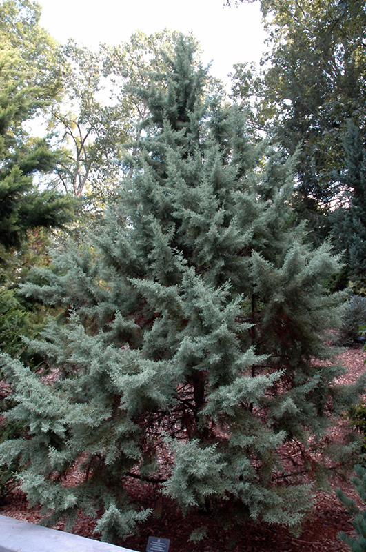 Chaparral Arizona Cypress (Cupressus arizonica 'Chaparral') at Millcreek Gardens