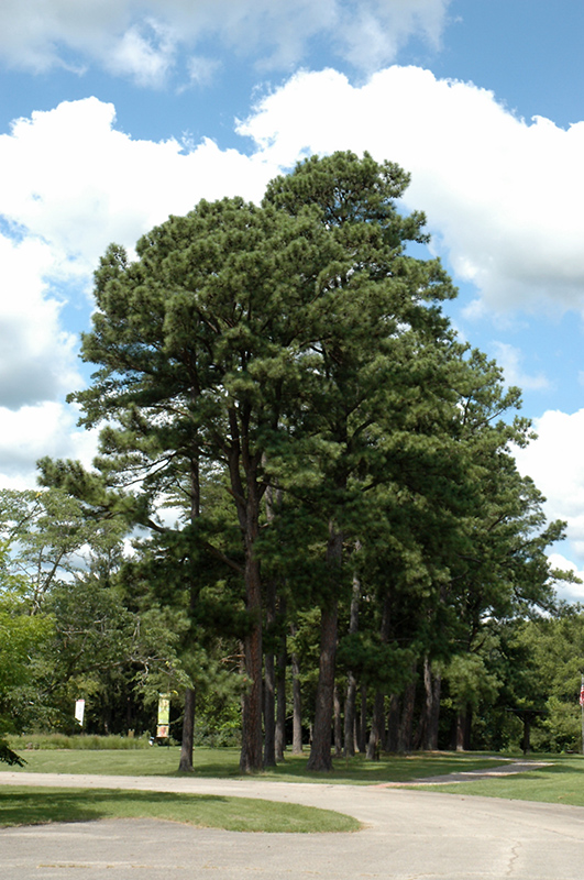 Austrian Pine (Pinus nigra) at Millcreek Gardens