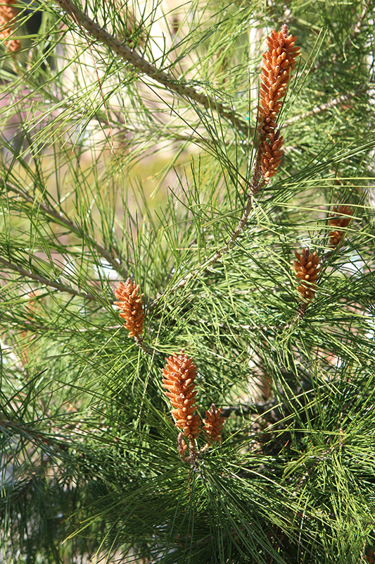 Japanese Black Pine (Pinus thunbergii) at Millcreek Gardens
