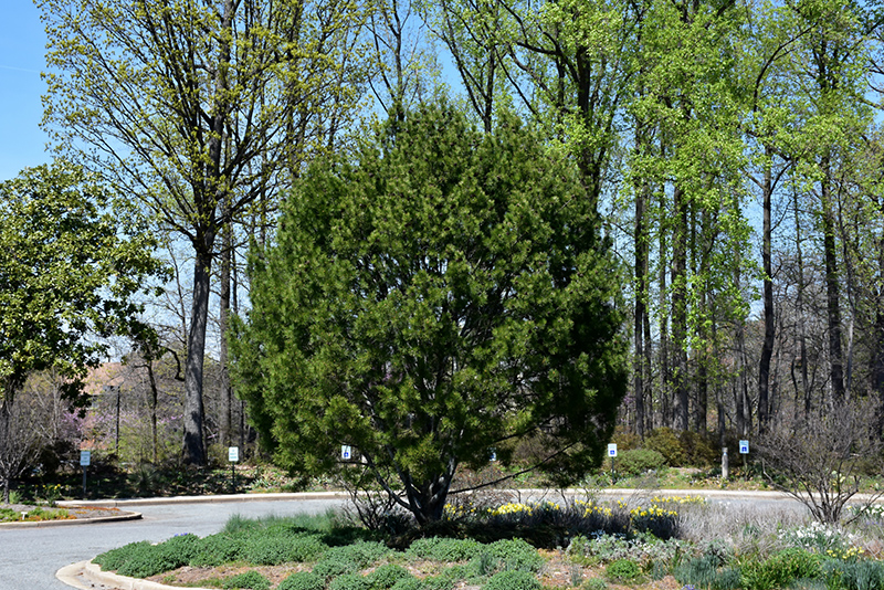 Lacebark Pine (Pinus bungeana) at Millcreek Gardens