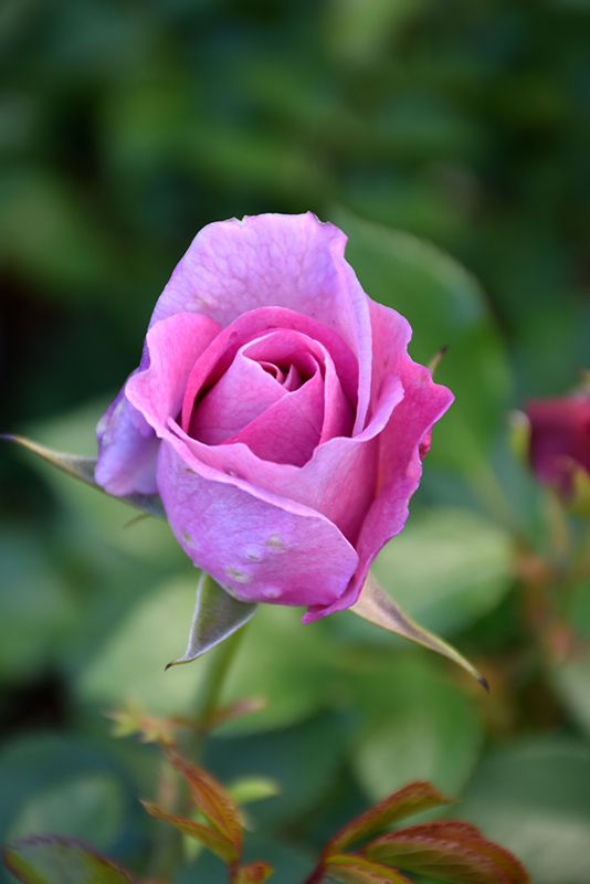 Violet's Pride Rose (Rosa 'WEKwibysicpep') at Millcreek Gardens