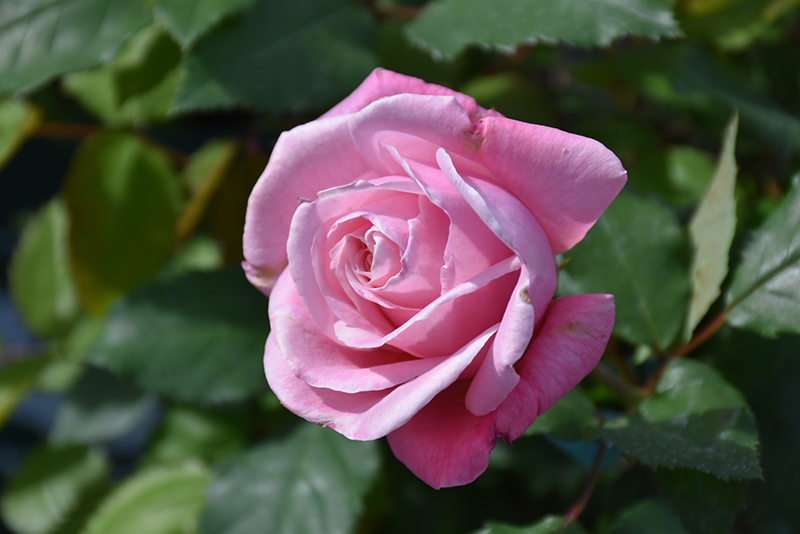 Belinda's Dream Rose (Rosa 'Belinda's Dream') at Millcreek Gardens